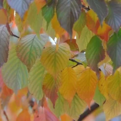 Prunus Serrula -Plant Verdant Sales tr0000004639 card3 lg