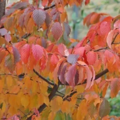 Prunus Serrula -Plant Verdant Sales tr0000004639 card4 lg