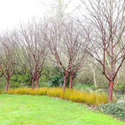 Prunus Serrula -Plant Verdant Sales tr0000004639 card5 lg