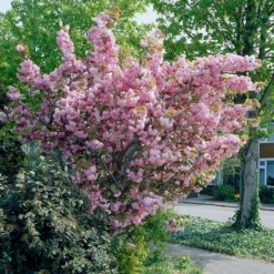 Prunus 'Kanzan'