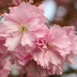 Prunus 'Kanzan' -Plant Verdant Sales tr0000004641 card3 lg