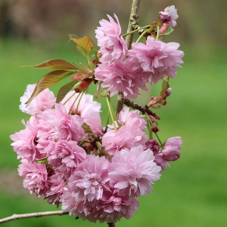 Prunus 'Kiku-shidare-zakura' 1 Prunus 'Kiku-shidare-zakura'