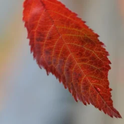 Prunus 'Kiku-shidare-zakura' 7 Prunus 'Kiku-shidare-zakura' -Plant Verdant Sales tr0000004643 card3 lg