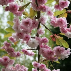 Prunus 'Kiku-shidare-zakura' 8 Prunus 'Kiku-shidare-zakura' -Plant Verdant Sales tr0000004643 card4 lg