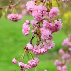 Prunus 'Kiku-shidare-zakura' 9 Prunus 'Kiku-shidare-zakura' -Plant Verdant Sales tr0000004643 card5 lg