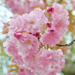 Prunus 'Pink Perfection'