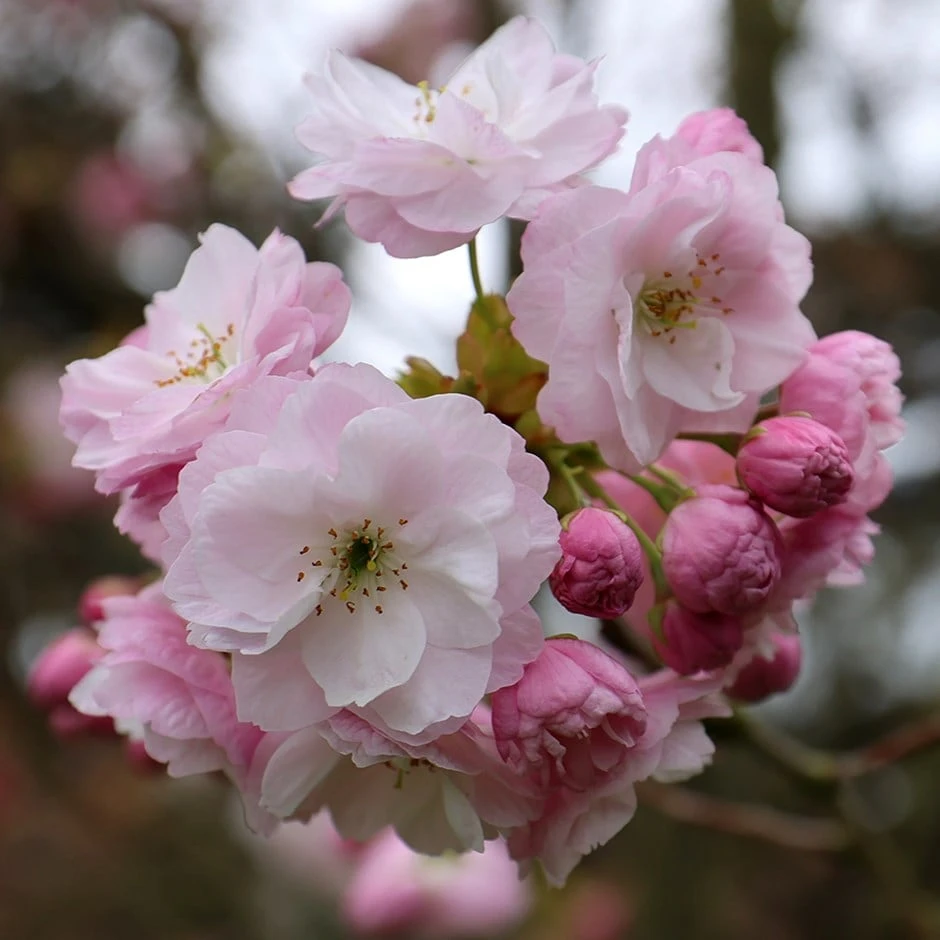 Prunus 'Fugenzō' 1 Prunus 'Fugenzō'