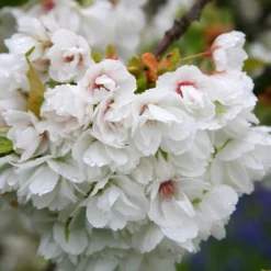 Prunus 'Shirotae' -Plant Verdant Sales tr0000004646 card3 lg