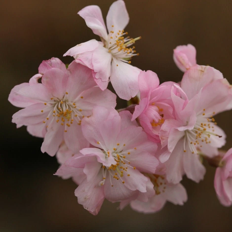 Prunus × Subhirtella 'Autumnalis Rosea' 1 Prunus × Subhirtella 'Autumnalis Rosea'