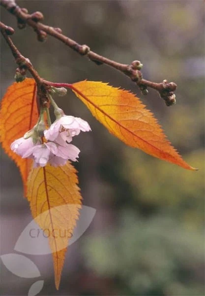 Prunus × Subhirtella 'Autumnalis Rosea' 2 Prunus × Subhirtella 'Autumnalis Rosea' - Image 2