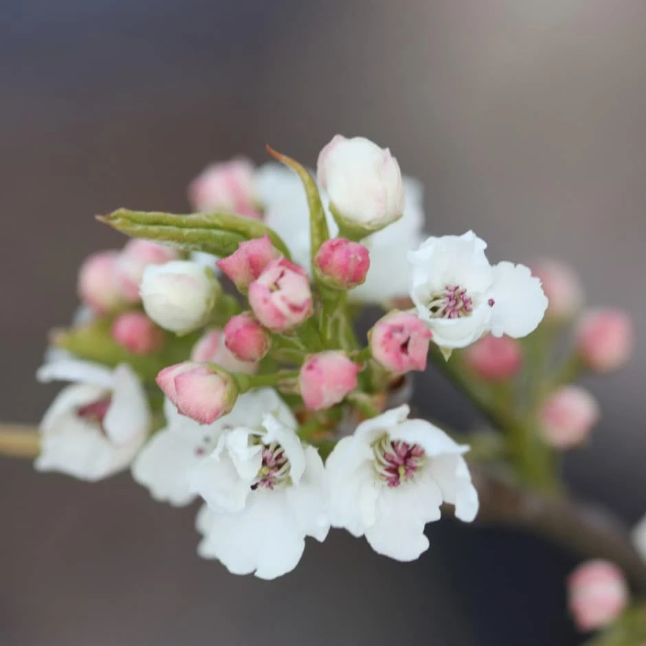Pyrus Calleryana 'Chanticleer' 1 Pyrus Calleryana 'Chanticleer'