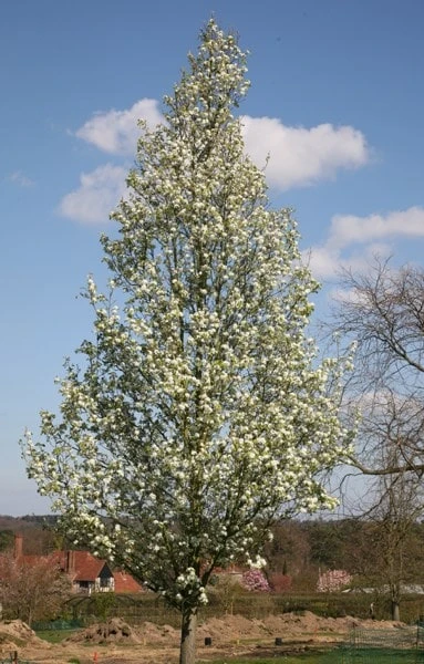 Pyrus Calleryana 'Chanticleer' 2 Pyrus Calleryana 'Chanticleer' - Image 2