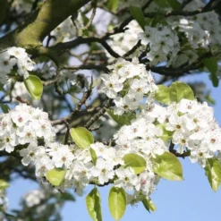 Pyrus Calleryana 'Chanticleer' 6 Pyrus Calleryana 'Chanticleer' -Plant Verdant Sales tr0000004667 card3 lg