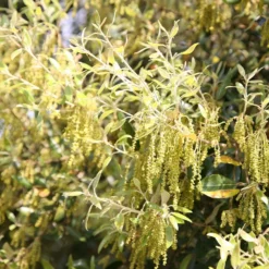 Quercus Ilex 5 Quercus Ilex -Plant Verdant Sales tr0000004676 card3 lg