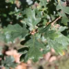 Quercus Robur