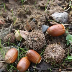 Quercus Robur -Plant Verdant Sales tr0000004679 card3 lg