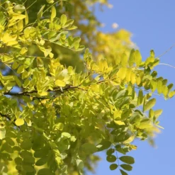 Robinia Pseudoacacia 'Frisia' -Plant Verdant Sales tr0000004687 card4 lg
