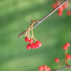 Sorbus Aria 'Lutescens' 7 Sorbus Aria 'Lutescens' -Plant Verdant Sales tr0000004716 card4 lg