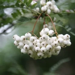 Sorbus Cashmiriana 'Hedl.' -Plant Verdant Sales tr0000004726 card3 lg