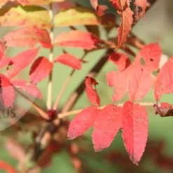 Sorbus Ulleungensis 'Olympic Flame' -Plant Verdant Sales tr0000004729 card3 lg