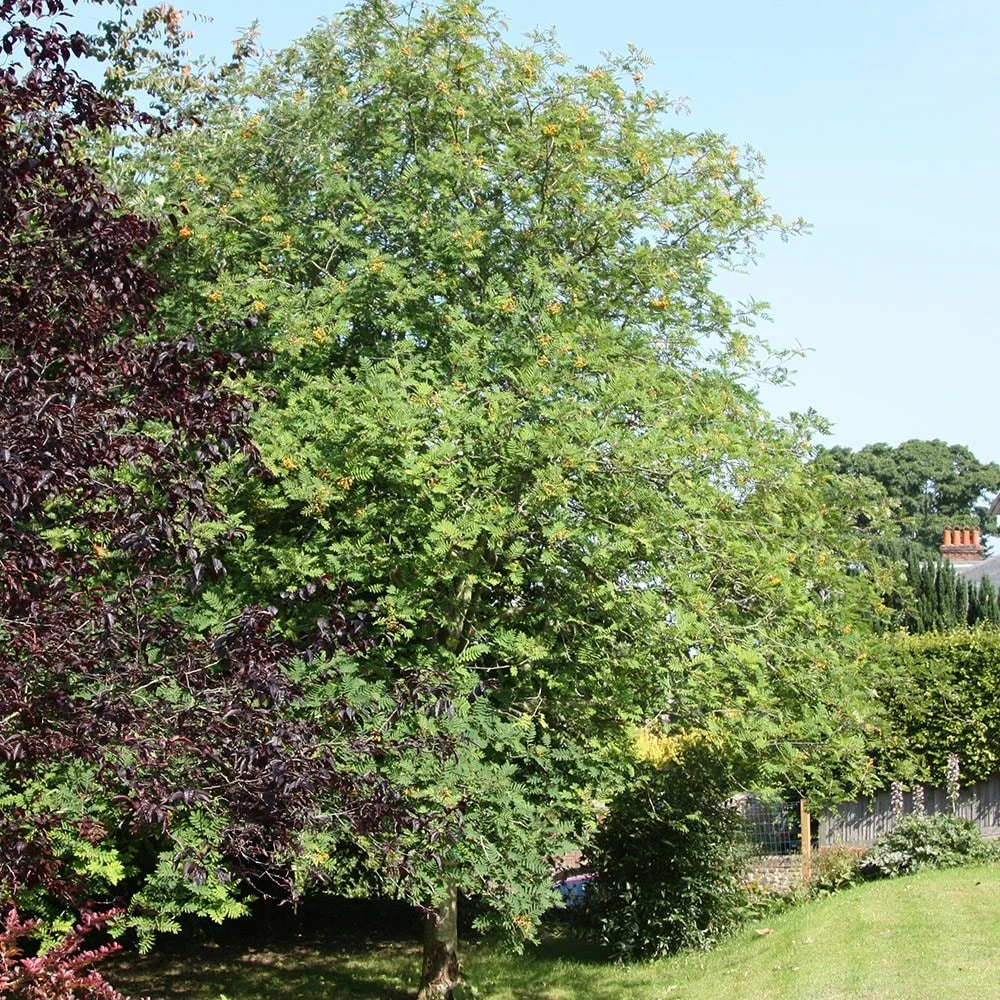 Sorbus 'Joseph Rock' 2 Sorbus 'Joseph Rock' - Image 2