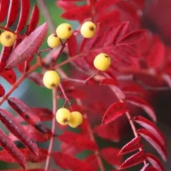 Sorbus 'Joseph Rock' 5 Sorbus 'Joseph Rock' -Plant Verdant Sales tr0000004734 card3 lg