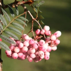 Sorbus Vilmorinii