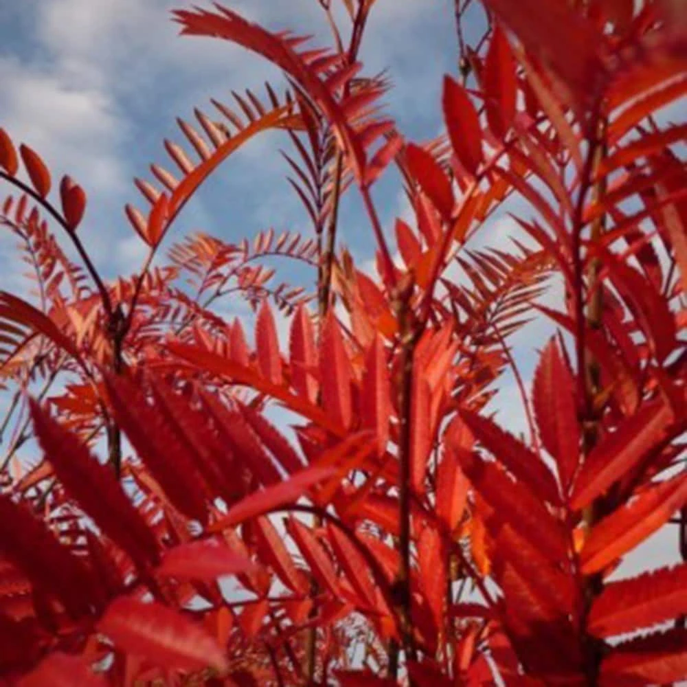 Sorbus Vilmorinii 2 Sorbus Vilmorinii - Image 2