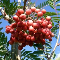 Sorbus Vilmorinii 5 Sorbus Vilmorinii -Plant Verdant Sales tr0000004742 card3 lg