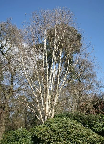 Betula Utilis Subsp. Jacquemontii 'Grayswood Ghost' 2 Betula Utilis Subsp. Jacquemontii 'Grayswood Ghost' - Image 2
