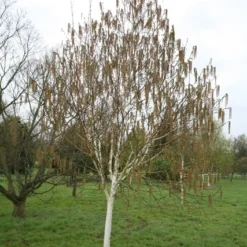 Betula Utilis Subsp. Jacquemontii 'Grayswood Ghost' 7 Betula Utilis Subsp. Jacquemontii 'Grayswood Ghost' -Plant Verdant Sales tr0000078429 card3 lg