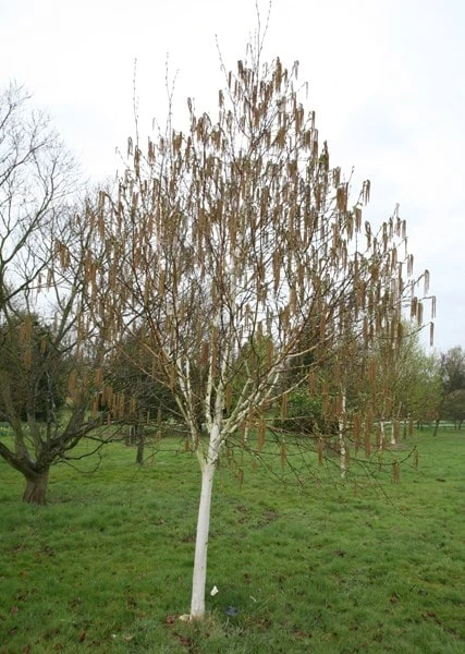 Betula Utilis Subsp. Jacquemontii 'Grayswood Ghost' 3 Betula Utilis Subsp. Jacquemontii 'Grayswood Ghost' - Image 3