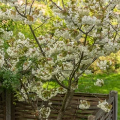 Prunus 'Ukon' -Plant Verdant Sales tr2000003373 card3 lg