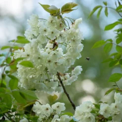 Prunus 'Ukon' -Plant Verdant Sales tr2000003373 card4 lg