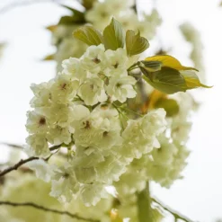 Prunus 'Ukon' -Plant Verdant Sales tr2000003373 card7 lg