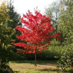 Acer Rubrum 'October Glory'