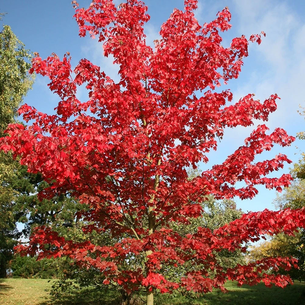 Acer Rubrum 'October Glory' 2 Acer Rubrum 'October Glory' - Image 2