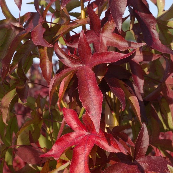 Liquidambar Styraciflua 'Slender Silhouette' 1 Liquidambar Styraciflua 'Slender Silhouette'