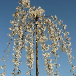 Prunus 'Snow Showers'