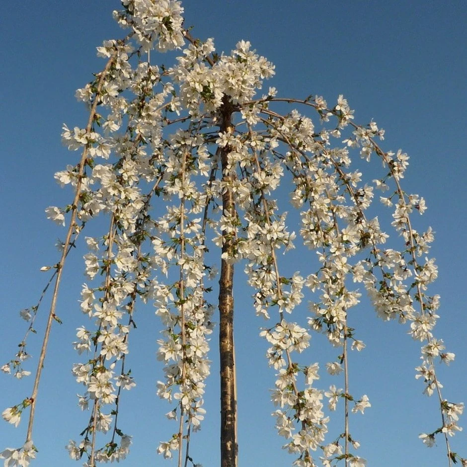 Prunus 'Snow Showers' 1 Prunus 'Snow Showers'
