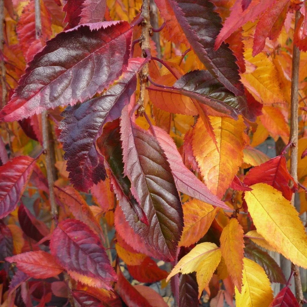 Prunus 'Snow Showers' 2 Prunus 'Snow Showers' - Image 2