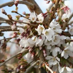 Prunus 'Snow Showers' 5 Prunus 'Snow Showers' -Plant Verdant Sales tr2000018169 card3 lg