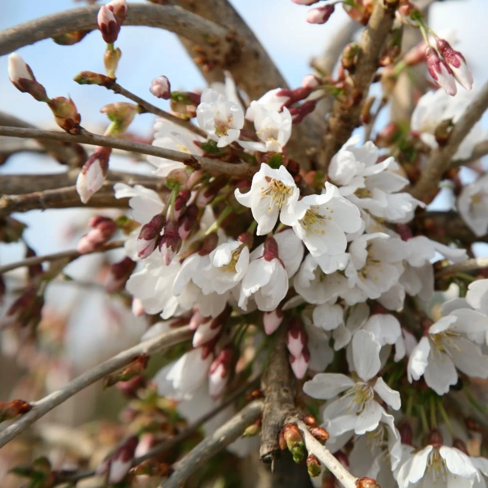 Prunus 'Snow Showers' 3 Prunus 'Snow Showers' - Image 3