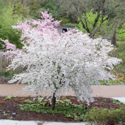 Prunus 'The Bride' -Plant Verdant Sales tr2000018170 card3 lg