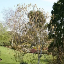 Betula Utilis Subsp. Jacquemontii -Plant Verdant Sales tr2000029151 card3 lg