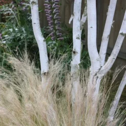 Betula Utilis Subsp. Jacquemontii -Plant Verdant Sales tr2000029151 card5 lg