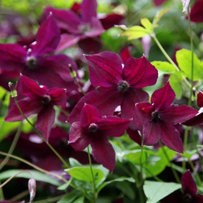 Plant Verdant Sales -Plant Verdant Sales 7